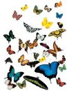 rainbow butterflies