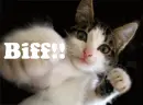 Boxing kitty!