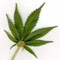 weed