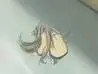 Tomoya