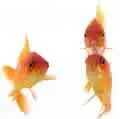 Gold Fish