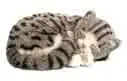 sleeping gray kitty