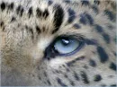 leopard eye