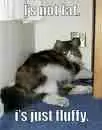 "I'm Not Fat I'm just Fluffy"