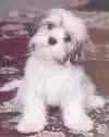 Fluffy Puppy