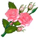 pink flowers