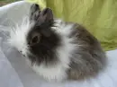 my friend's rabbit