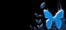blue butterfly