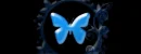 blue butterfly