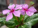Pink Flowers