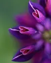 Pretty purple flowers
