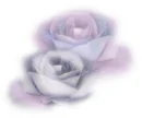 White roses