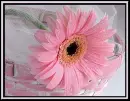 Large pink daisy