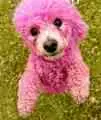 PINK POODLE