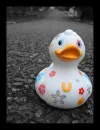 quack-quack 