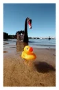 quack-quack 