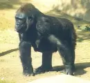 gorilla