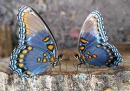 2 butterflies