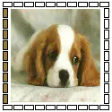 cute puppy