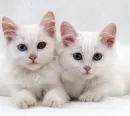 white kittens