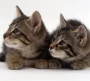 cute kittens