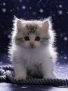 stary night