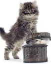 i'm the boss...here