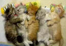 sweet dreams