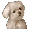 white puppy