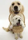 sleepy puppy