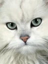 green eyes