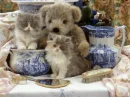 toys or real??