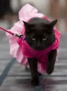 CUTE cat!