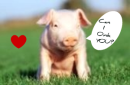 Care 4 & Oink?