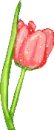 tulip