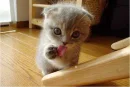 adorable