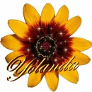 YOLANDA