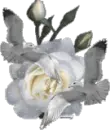 White rose & doves