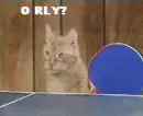Tenis cats!!!