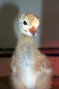 baby bird, crane