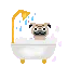 dog (Pug) taking shower