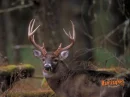 deer background