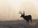 sillouette of deer
