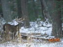 deer in woods