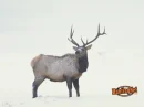 elk in winter