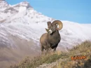 mountain goat