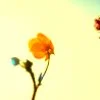 lonley flower