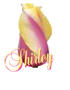 Shirley