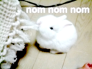 Bunny Nom Nom