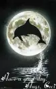 Dolphin Greeting - Ceci